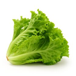 Kıvırcık Marul